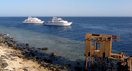 sea wolf safari